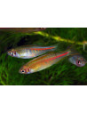 Danio choprae (Danio choprae) 2-2,5cm Wild