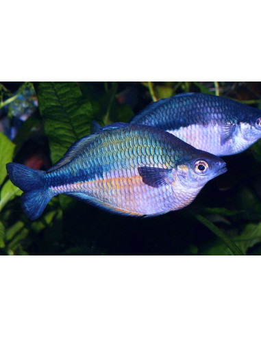 Melanotaenia Lacustris 4,5-5,5cm