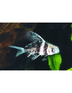 Empereur de Chine (Myxocyprinus asiaticus) 5,5-6,5cm