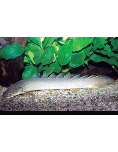 Polypterus senegalus 12-15cm