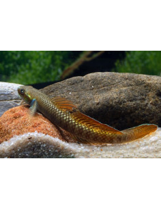 Gobie Stiphodon semoni (Stiphodon semoni) 3,5-4,5cm Wild