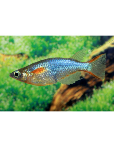 Oryzias woworae (Oryzias woworae) 1,7-2,2cm
