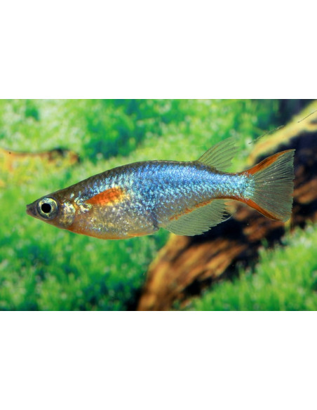 Oryzias Woworae 1,7-2,2cm
