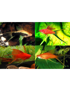 Xipho Mix Lyretail (Xiphophorus hellerii Mix Lyretail) 4-5cm