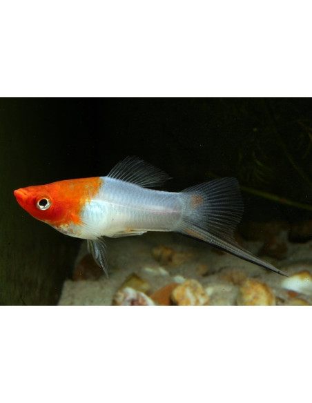 Xiphophorus Hellerii Koi Kohaku 4-5cm