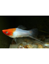 Xiphophorus Hellerii Koi Kohaku 4-5cm