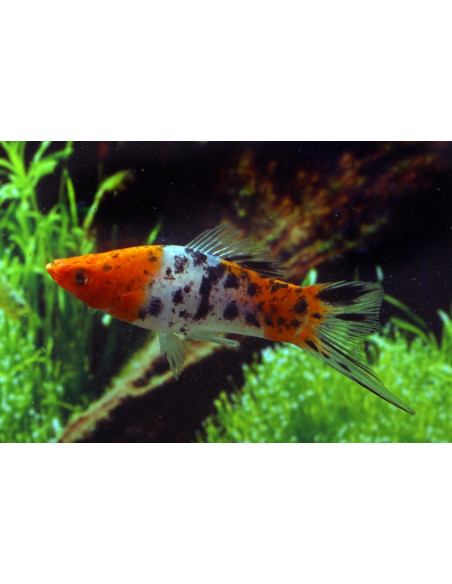 Xiphophorus Hellerii Koi Tricolor 4-4,5cm