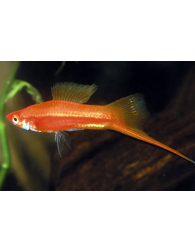 Xiphophorus Hellerii Red 4-5cm