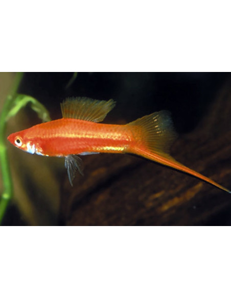 Xiphophorus Hellerii Red 4-5cm