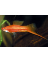 Xiphophorus Hellerii Red 4-5cm