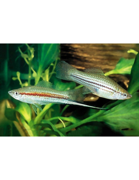 Xiphophorus Hellerii Green 4-5cm