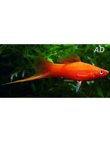 Xipho Red Velvet (Xiphophorus hellerii Red Velvet) 4-5cm