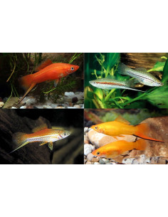 Xipho Mix (Xiphophorus hellerii Mix) 5-6cm