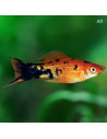 Xiphophorus Hellerii Marble 4-5cm