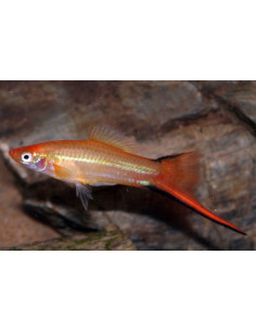 Xipho Pineapple (Xiphophorus hellerii Pineapple) 4-5cm