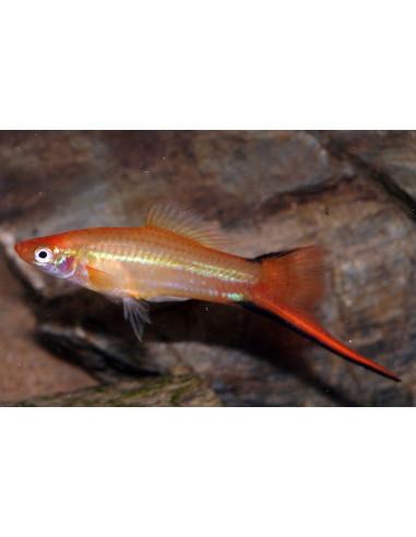 Xipho Pineapple (Xiphophorus hellerii Pineapple) 4-5cm