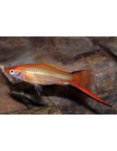 Xiphophorus Hellerii Pineapple 4-5cm