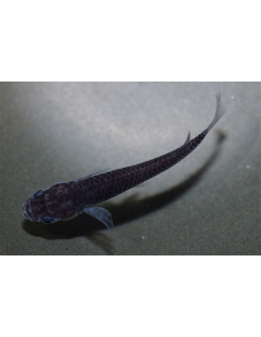 Médaka Black Dragon (Oryzias latipes Black Dragon) 2,7-3cm