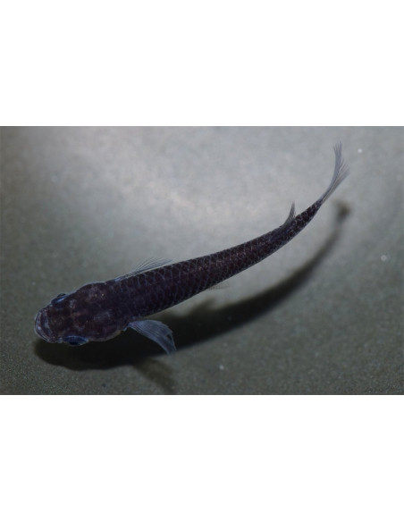 Médaka Black Dragon (Oryzias latipes Black Dragon) 2,7-3cm