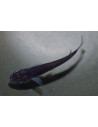Médaka Black Dragon (Oryzias latipes Black Dragon) 2,7-3cm