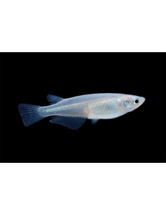Médaka Blue (Oryzias latipes Blue) 2,7-3cm