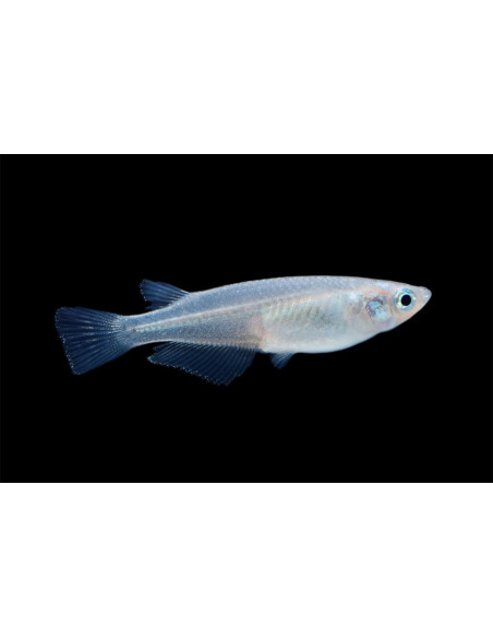 Médaka Blue (Oryzias latipes Blue) 2,7-3cm