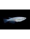 Médaka Blue (Oryzias latipes Blue) 2,7-3cm