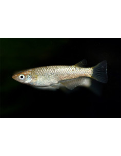 Médaka Champagne Gold (Oryzias latipes Champagne Gold) 2,7-3cm