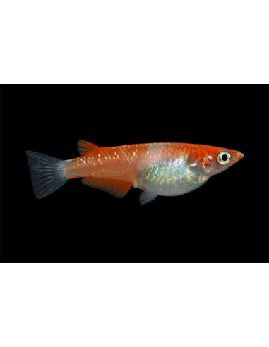 Médaka Kohaku (Oryzias latipes Kohaku) 2,7-3cm