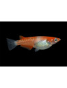 Médaka Kohaku (Oryzias latipes Kohaku) 2,7-3cm