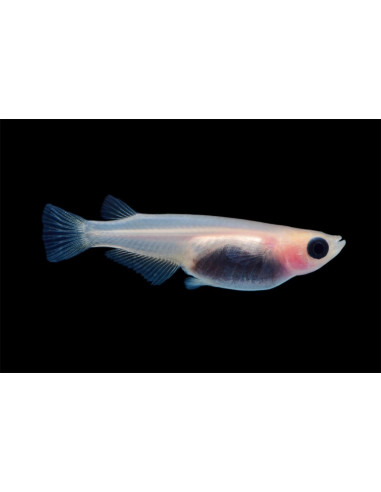 Médaka Panda (Oryzias latipes Panda) 2,7-3cm