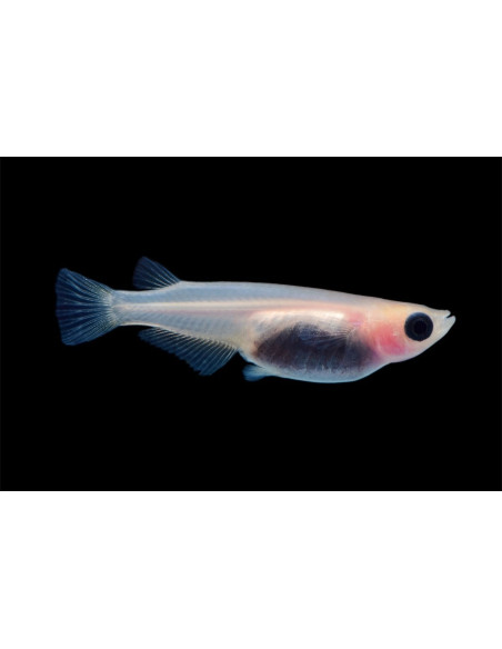 Oryzias Latipes Panda 2,7-3cm