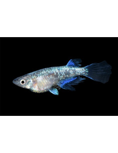 Médaka Matsui Longfin (Oryzias latipes Matsui M. Longfin) 2,7-3cm