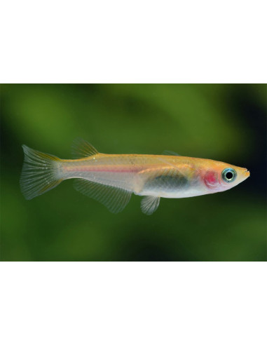 Médaka Yellow (Oryzias latipes Yellow) 2,7-3cm