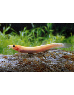 Loche dojo dorée (Misgurnus anguillicaudatus Gold) 5-6cm