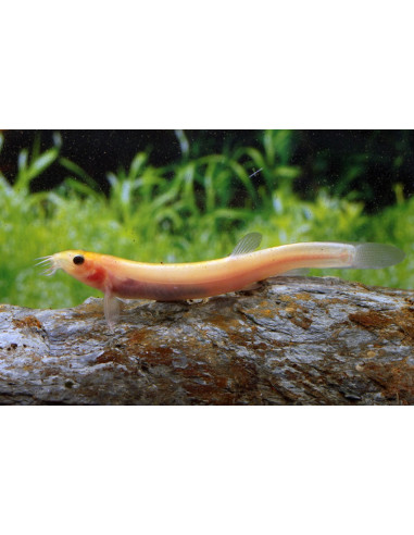 Loche dojo dorée (Misgurnus anguillicaudatus Gold) 5-6cm