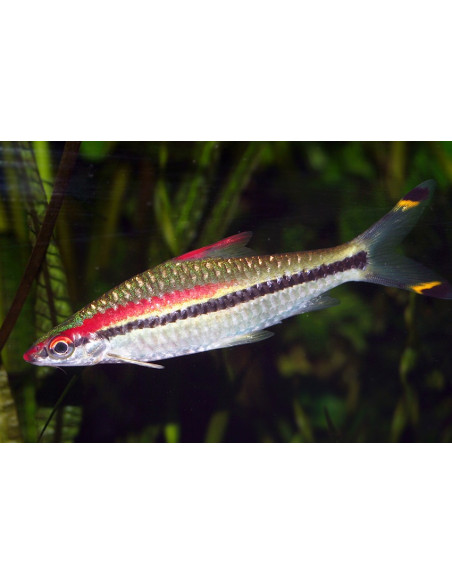Barbus Denisonii (Sahyadria denisonii) 5-6cm