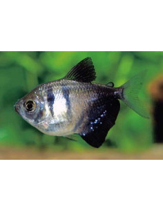 Gymnocorymbus Ternetzi 2-2,5cm