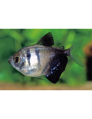 Gymnocorymbus Ternetzi 2-2,5cm
