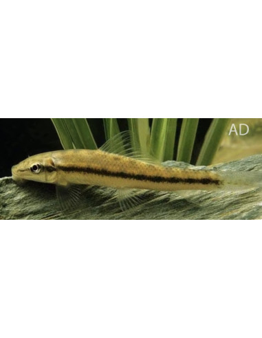 Mangeur dalgues (Gyrinocheilus aymonieri) 4-4,5cm