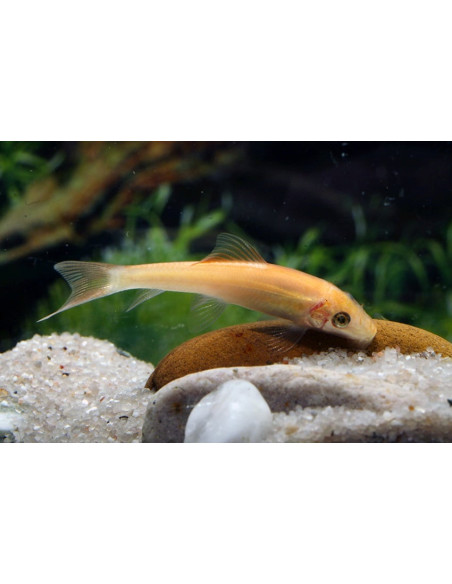 Gyrinocheilus Aymonieri Gold 4-4,5cm