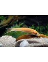 Gyrinocheilus Aymonieri Gold 4-4,5cm