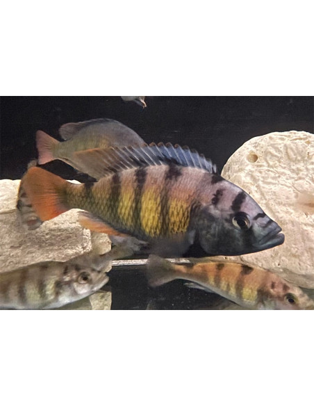 Haplochromis Migori Ch 44 4-5cm
