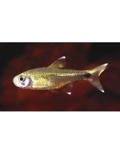 Hasemania Nana 2-2,5cm