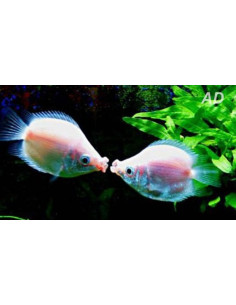 Helostoma Temminckii Pink Balloon 2-2,5cm