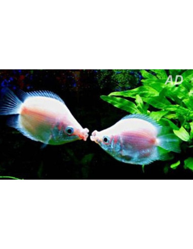Gourami baiser Pink Balloon (Helostoma temminckii Pink Balloon) 2-2,5cm