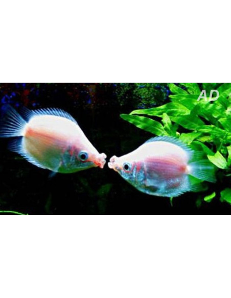 Gourami baiser Pink Balloon (Helostoma temminckii Pink Balloon) 2-2,5cm