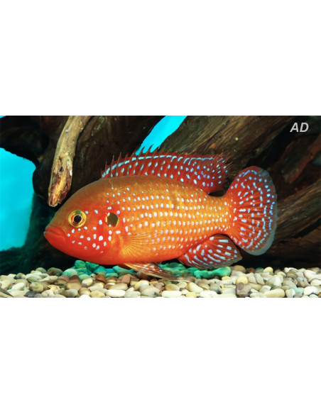 Hemichromis Bimaculatus 3,5-4,5cm