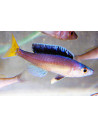 Cyprichromis Leptosoma Mpulungu 5-6cm