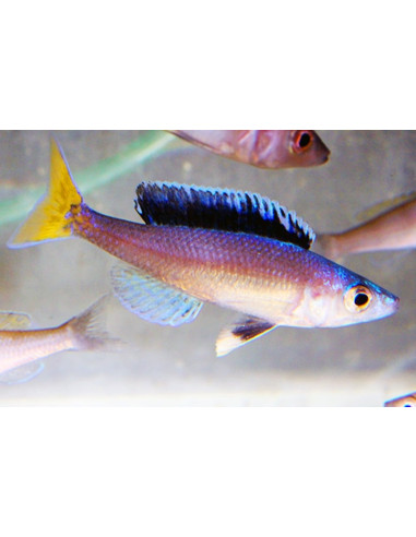 Cyprichromis Leptosoma Mpulungu 3-4cm